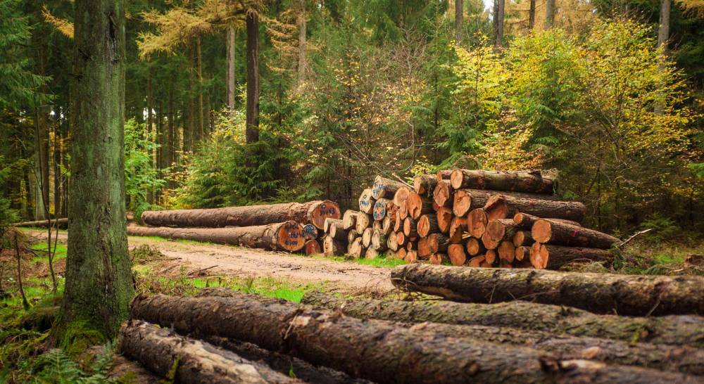 commercialisation des bois abattus La Sarthe