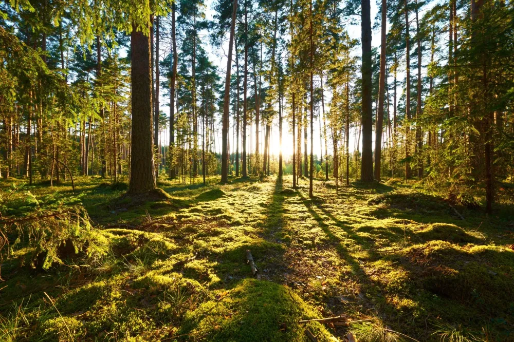 cesse-fils-exploitation-de-parcelles-et-de-forets