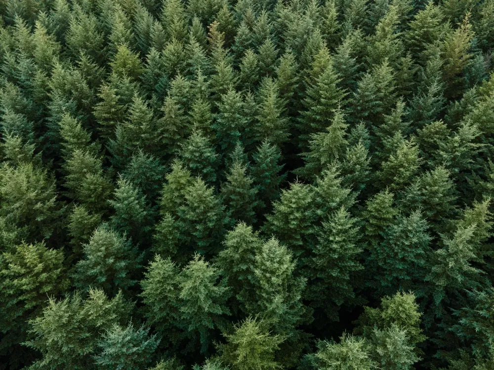 foret-de-sapin-cesse-fils